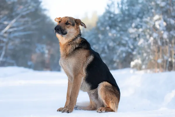 Pies do adopcji, Nowodwór, 28 stycznia 2026 (4/5)