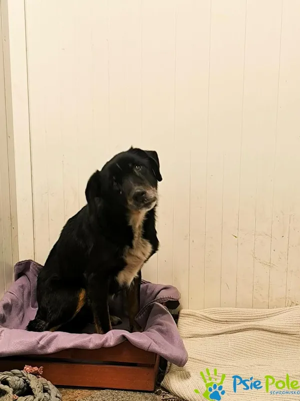 Znaleziono psa, Racławice, 26 stycznia 2026 (2/2)