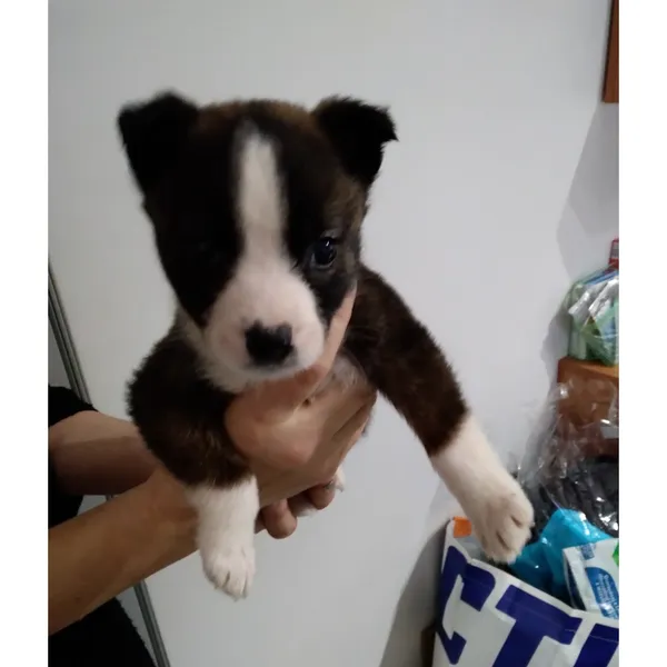 Znaleziono psa, Białystok, 29 stycznia 2026