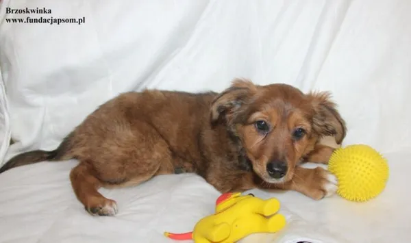 Pies do adopcji, Nowy Dwór Mazowiecki, 29 stycznia 2026 (1/5)