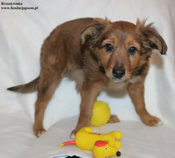 Pies do adopcji, Nowy Dwór Mazowiecki, 29 stycznia 2026 (2/5)