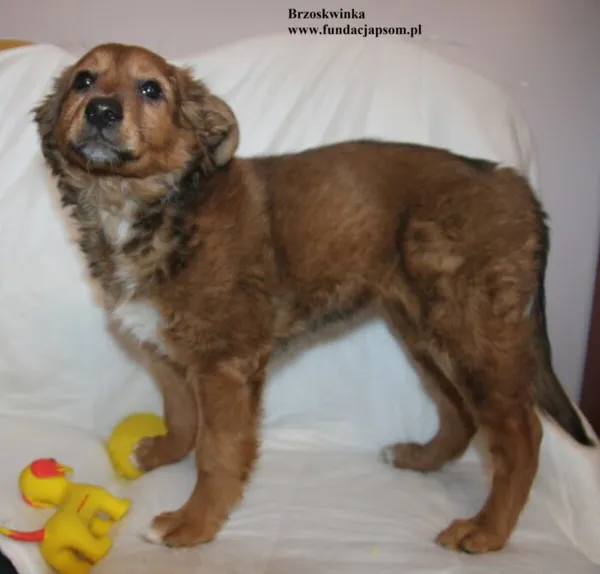 Pies do adopcji, Nowy Dwór Mazowiecki, 29 stycznia 2026 (4/5)