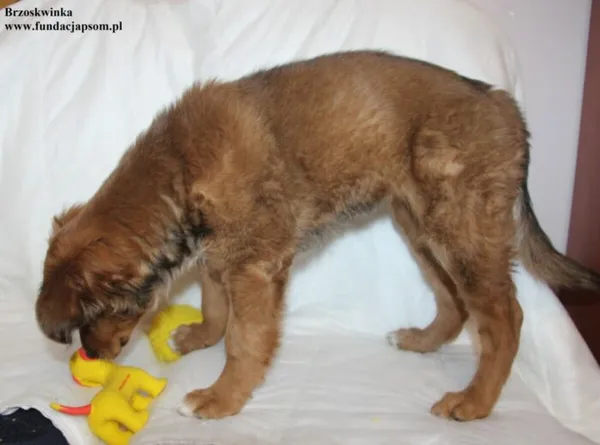 Pies do adopcji, Nowy Dwór Mazowiecki, 29 stycznia 2026 (5/5)