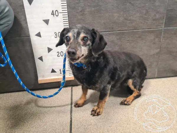 Znaleziono psa, Chełmek, 29 stycznia 2026