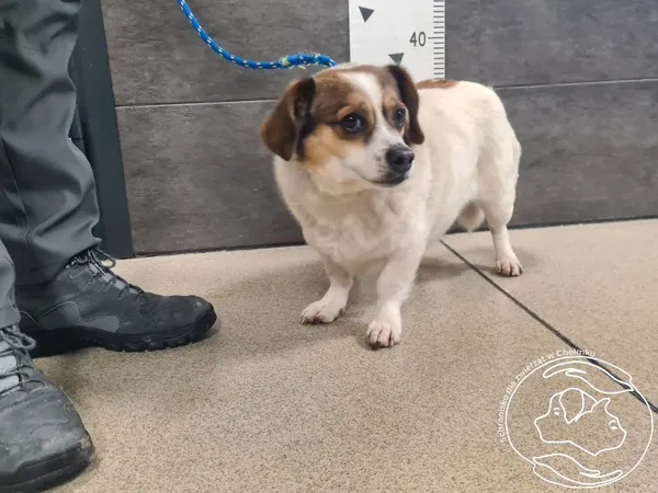 Znaleziono psa, Chełmek, 29 stycznia 2026