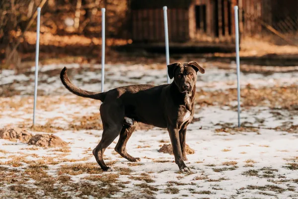 Pies do adopcji, Czartki, 29 stycznia 2026 (3/5)