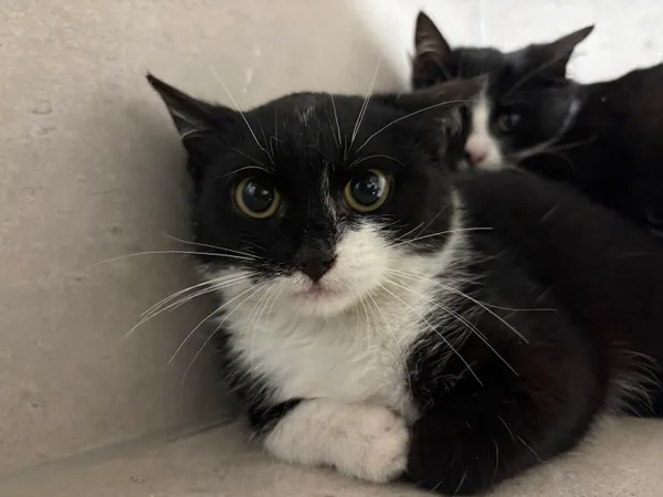 Znaleziono kota, Sosnowiec, 29 stycznia 2026