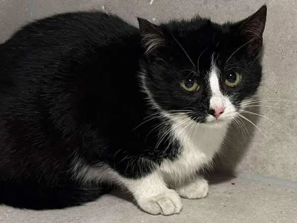 Znaleziono kota, Sosnowiec, 29 stycznia 2026