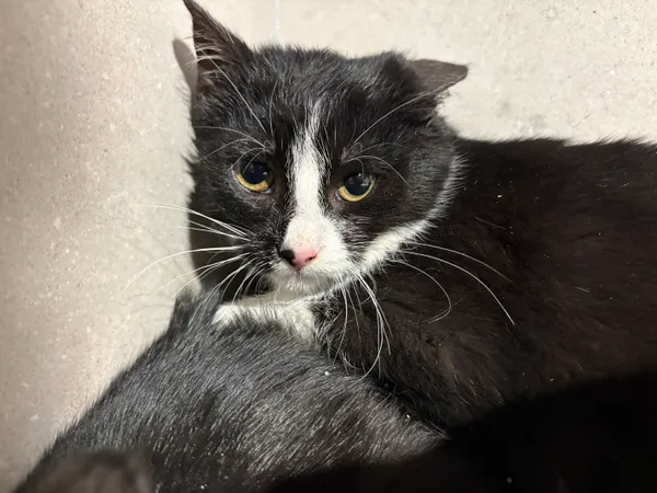 Znaleziono kota, Sosnowiec, 29 stycznia 2026 (2/2)