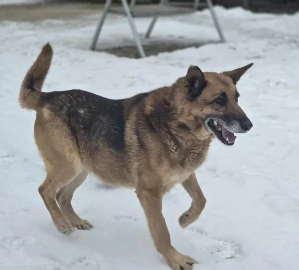 Pies do adopcji, Zgierz, 9 grudnia 2025 (2/5)