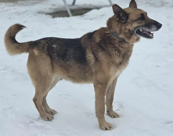 Pies do adopcji, Zgierz, 9 grudnia 2025 (3/5)