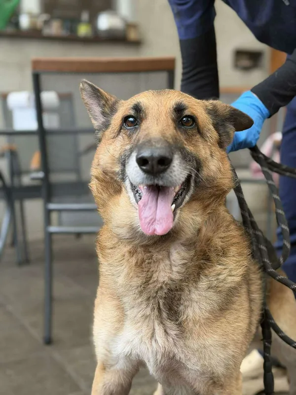 Pies do adopcji, Zgierz, 9 grudnia 2025 (5/5)