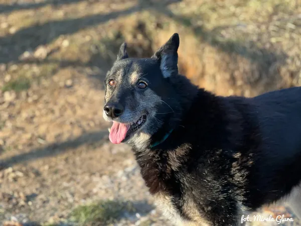 Pies do adopcji, Bydgoszcz, 29 stycznia 2026 (4/5)