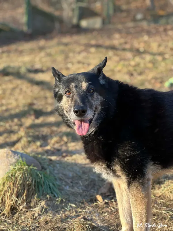 Pies do adopcji, Bydgoszcz, 29 stycznia 2026 (5/5)