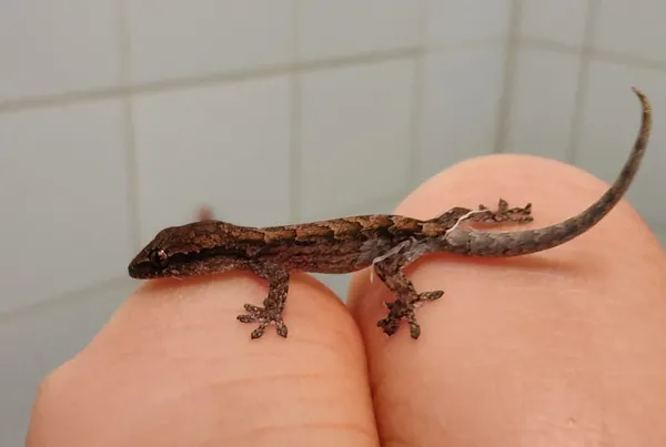 Znaleziono zwierzę, Lublin, 5 stycznia 2026