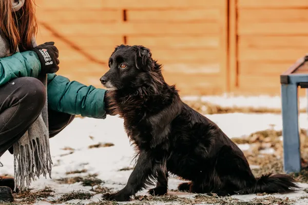 Pies do adopcji, Czartki, 29 stycznia 2026 (2/5)
