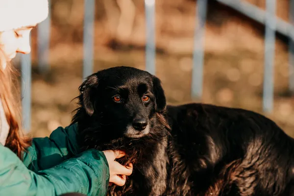 Pies do adopcji, Czartki, 29 stycznia 2026 (3/5)