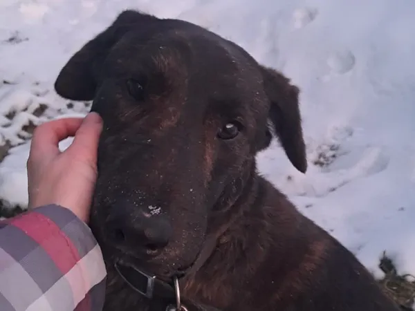 Znaleziono psa, Tatary, 7 stycznia 2026 (2/3)