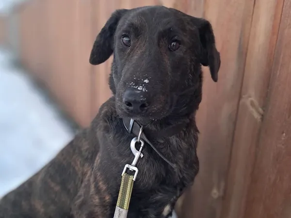 Znaleziono psa, Tatary, 7 stycznia 2026 (3/3)