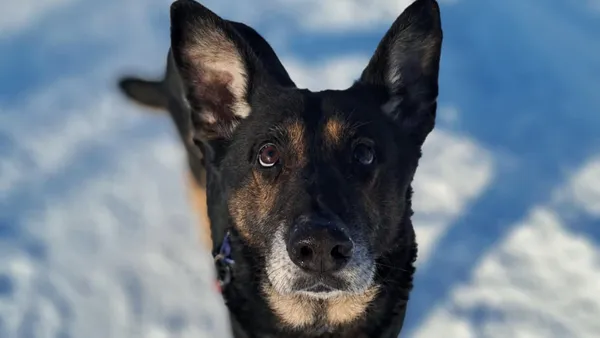 Znaleziono psa, Tatary, 18 grudnia 2025 (1/3)