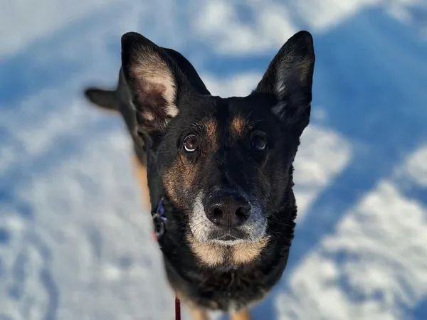 Znaleziono psa, Tatary, 18 grudnia 2025 (2/3)