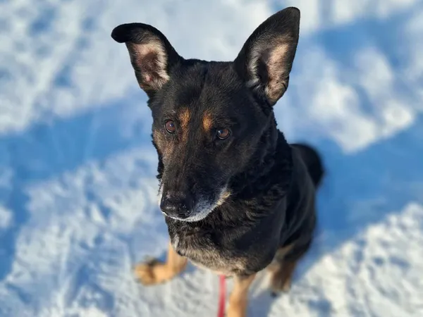 Znaleziono psa, Tatary, 18 grudnia 2025 (3/3)