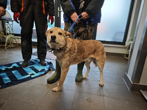 Znaleziono psa, Bydgoszcz, 28 stycznia 2026