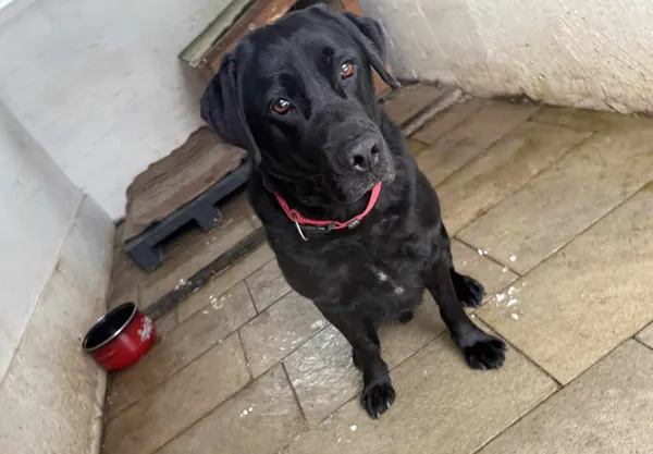 Znaleziono psa, Chojnice, 28 stycznia 2026 (1/2)