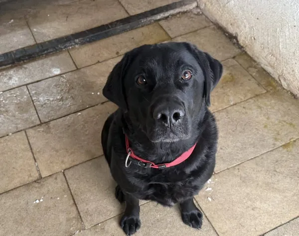 Znaleziono psa, Chojnice, 28 stycznia 2026 (2/2)