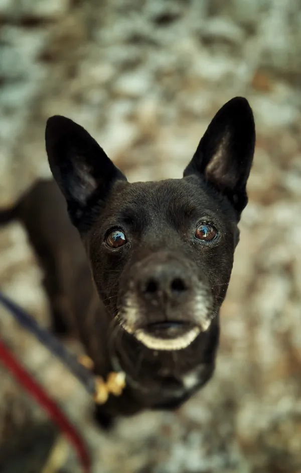 Pies do adopcji, Dłużyna Górna, 29 stycznia 2026 (2/5)