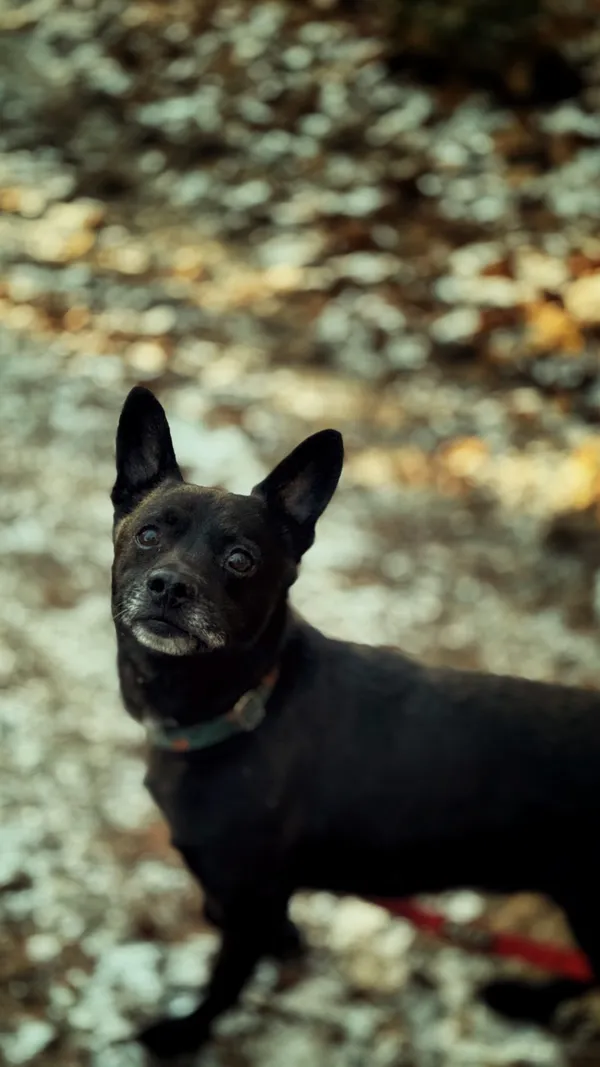 Pies do adopcji, Dłużyna Górna, 29 stycznia 2026 (3/5)