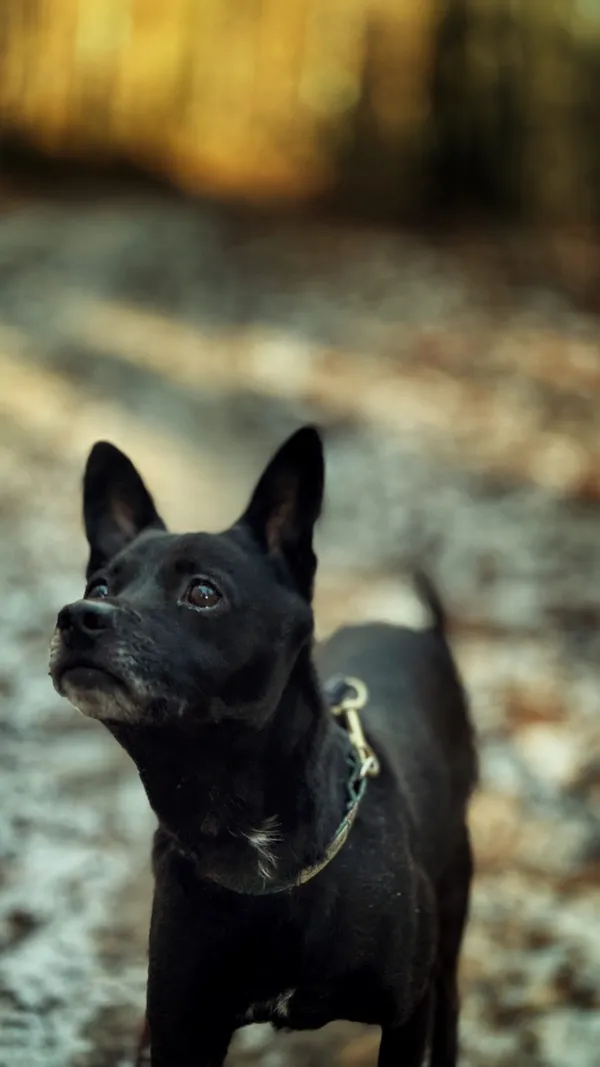 Pies do adopcji, Dłużyna Górna, 29 stycznia 2026 (5/5)