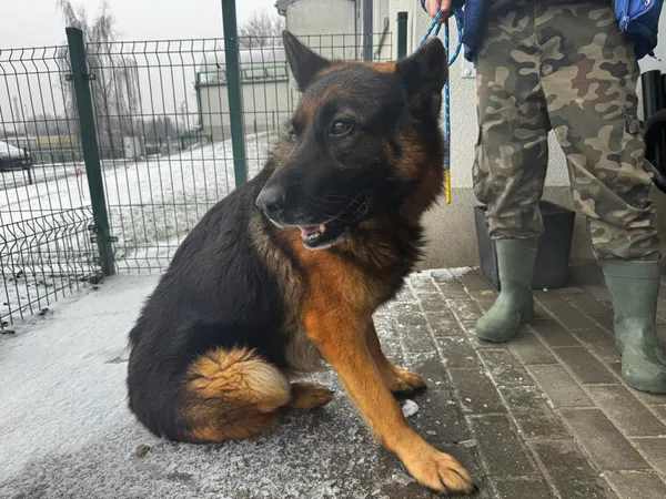 Znaleziono psa, Bydgoszcz, 28 stycznia 2026