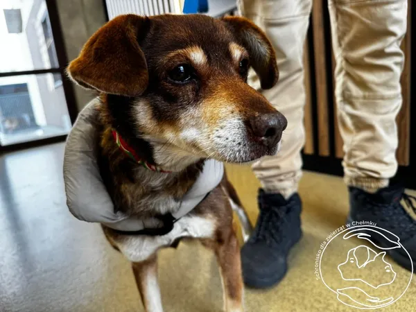 Pies do adopcji, Chełmek, 9 stycznia 2026