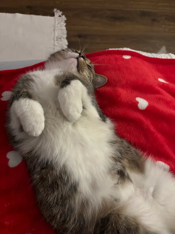 Zaginął kot, Rzeszów, Wilkowyja, 30 stycznia 2026 (3/4)