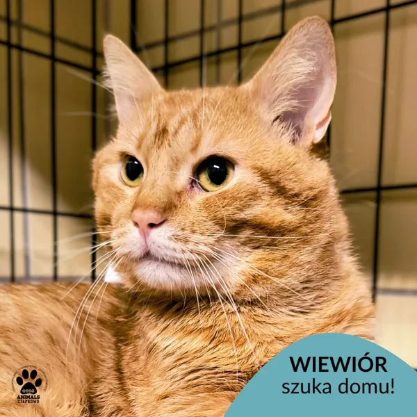 Kot do adopcji, Gdynia, 30 stycznia 2026 (1/5)