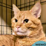 Kot do adopcji