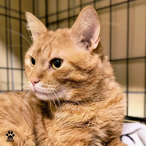 Kot do adopcji, Gdynia, 30 stycznia 2026 (3/5)