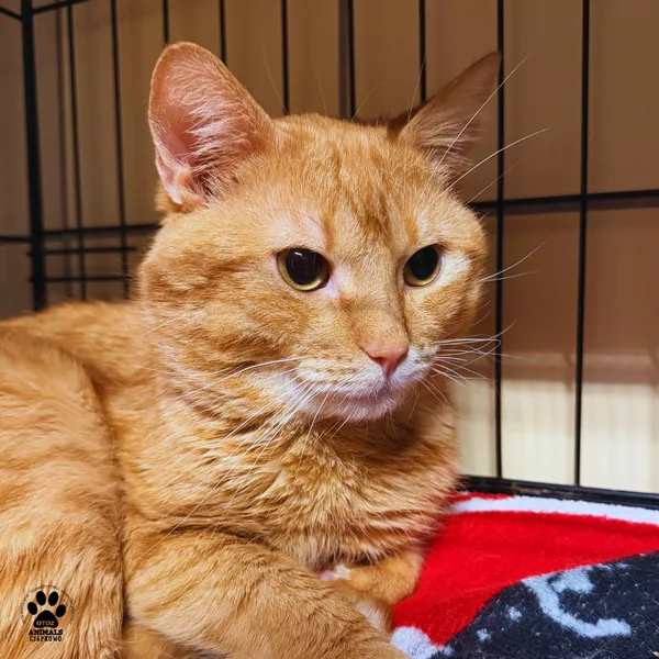 Kot do adopcji, Gdynia, 30 stycznia 2026 (4/5)