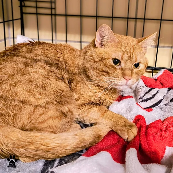 Kot do adopcji, Gdynia, 30 stycznia 2026 (5/5)