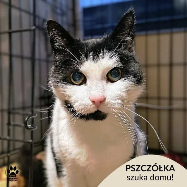 Kot do adopcji, Gdynia, 30 stycznia 2026 (1/4)