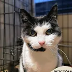Kot do adopcji