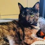Kot do adopcji