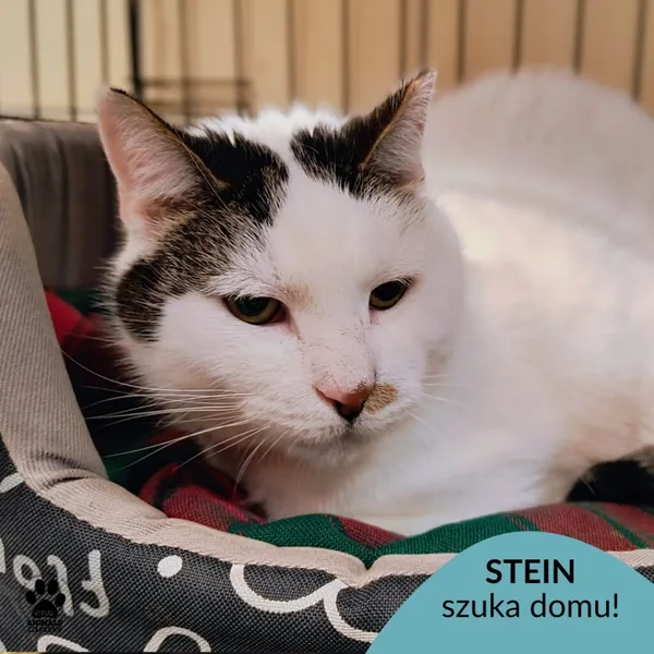 Kot do adopcji, Gdynia, 30 stycznia 2026 (1/4)