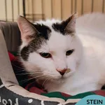 Kot do adopcji