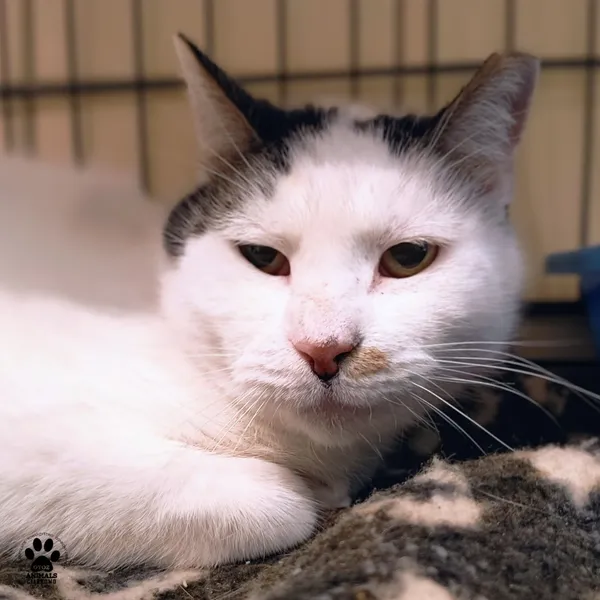 Kot do adopcji, Gdynia, 30 stycznia 2026 (2/4)