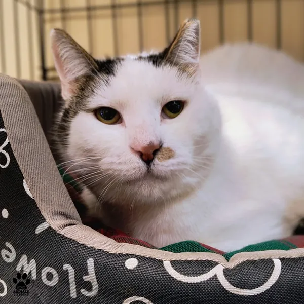 Kot do adopcji, Gdynia, 30 stycznia 2026 (3/4)