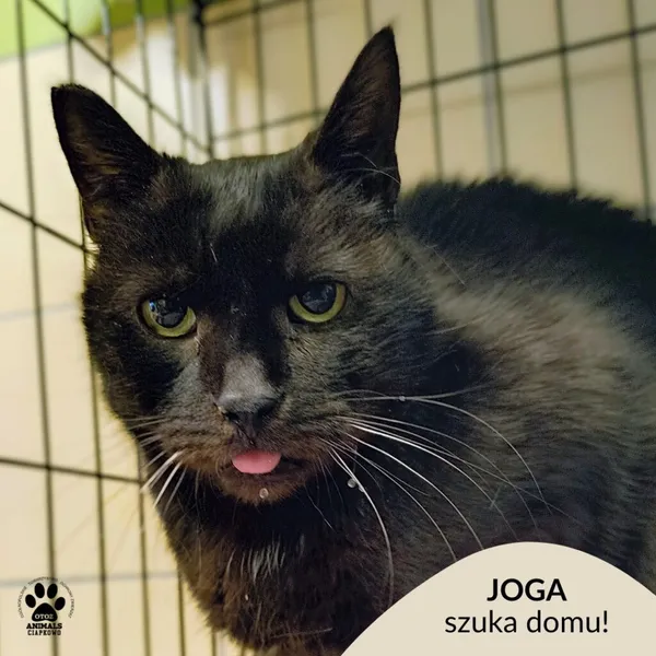 Kot do adopcji, Gdynia, 30 stycznia 2026 (1/4)