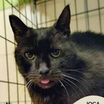 Kot do adopcji