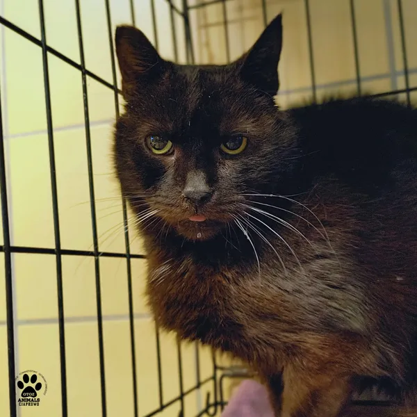 Kot do adopcji, Gdynia, 30 stycznia 2026 (2/4)